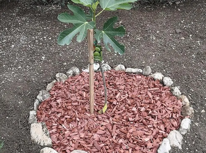 Tomic Apartamento Živogošće